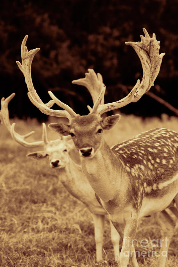 Deer Sepia #1 Photograph by Douglas Barnard