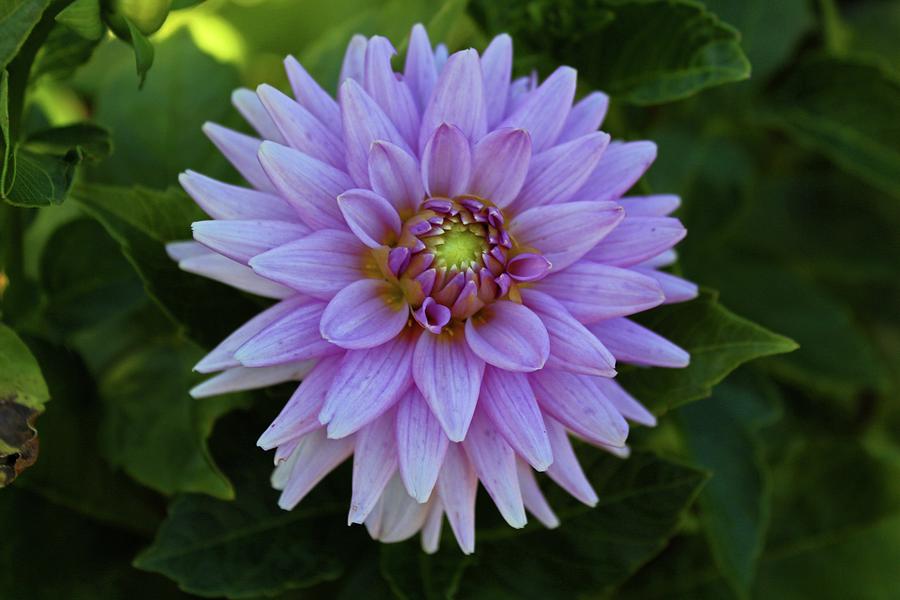 Delectable Dahlia I #1 Photograph by Michiale Schneider