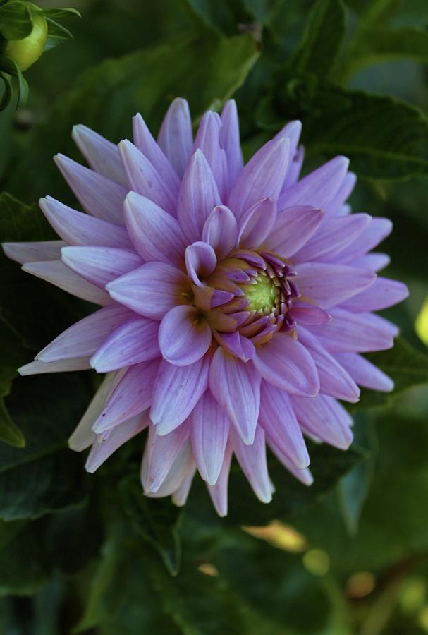 Delectable Dahlia II #1 Photograph by Michiale Schneider