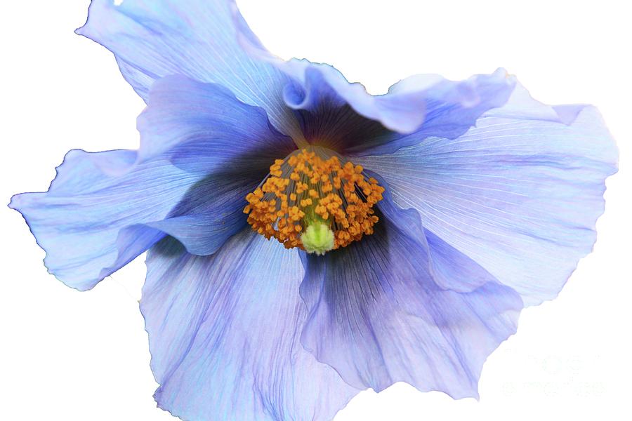 Flower Photograph - Delicate Blue #1 by Cindy Manero