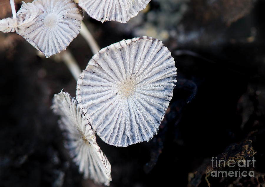 Delicate Mushrooms #1 Photograph by Perry Van Munster