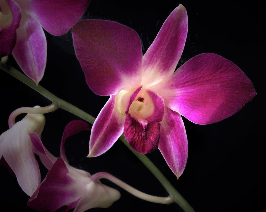 Dendrobium Orchid  #1 Photograph by Nancy Griswold