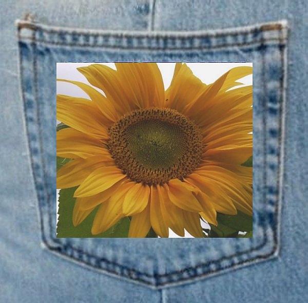 Denim Pocket Plants Sunflower Photograph by Julia Woodman