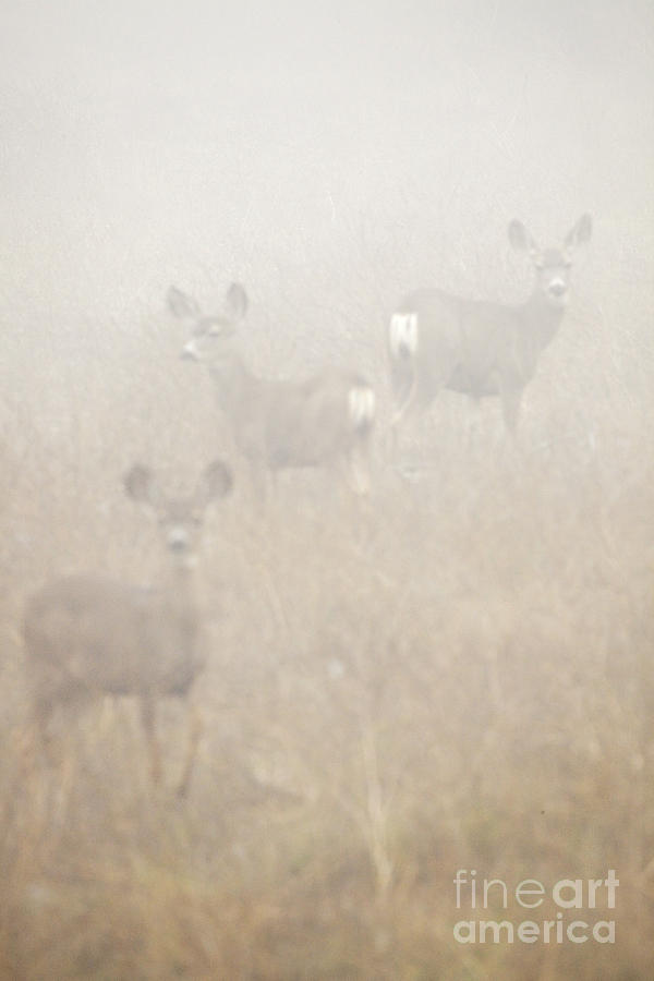 Deer Photograph - Dense Fog Alert by Greg Clure Deer Photograph - Dense Fog Alert by Greg Clure