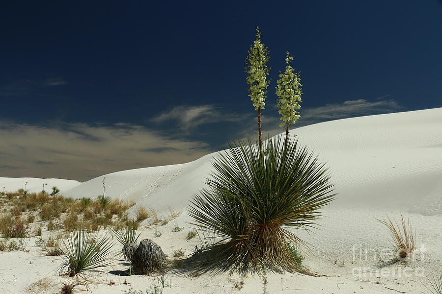 Desert Beauty #2 Photograph by Christiane Schulze Art And Photography