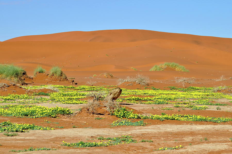 Desert Beauty #1 Photograph by Joe  Burns