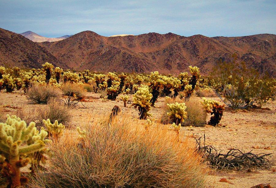 Desert Beauty by Max DeBeeson Desert Beauty by Max DeBeeson