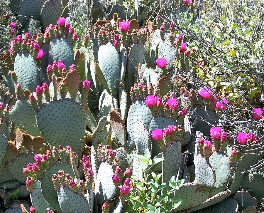 Desert Bloom #1 Photograph by Pamela Walrath
