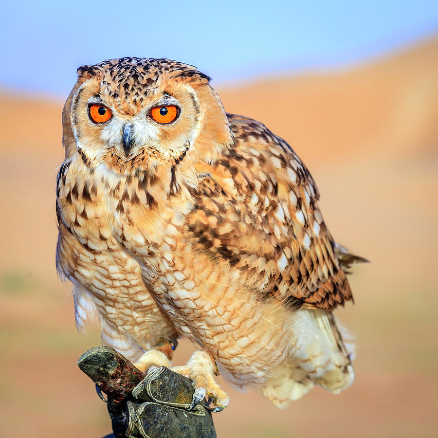 Desert Eagle Owl Portrait Photograph