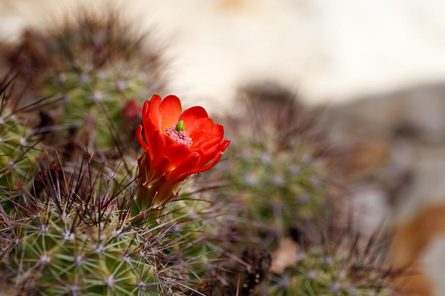 Desert Flower - Claret Cup #2 Photograph by Del Duncan