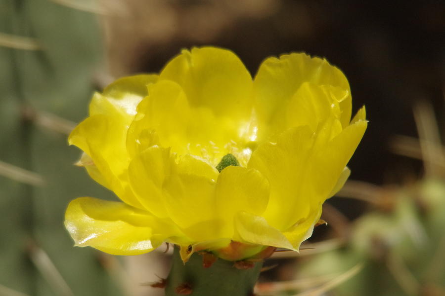 Spring Photograph - Desert flower #2 by Jeff Swan