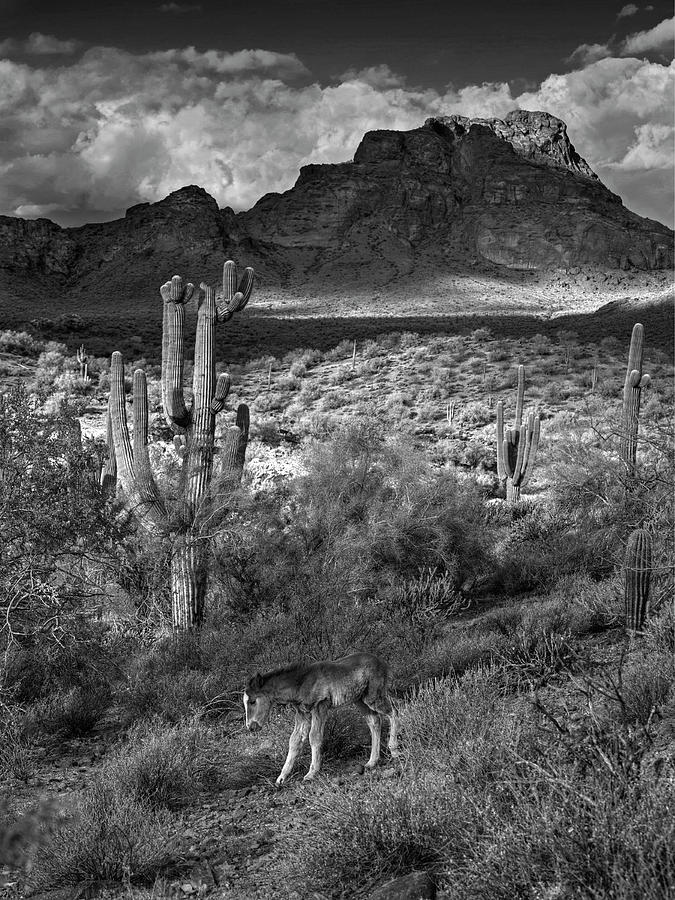 Desert Foal #1 Photograph by Sue Cullumber