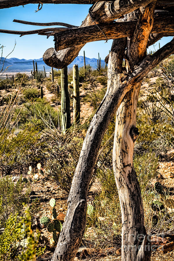 Desert Landscape #1 Photograph by Lawrence Burry