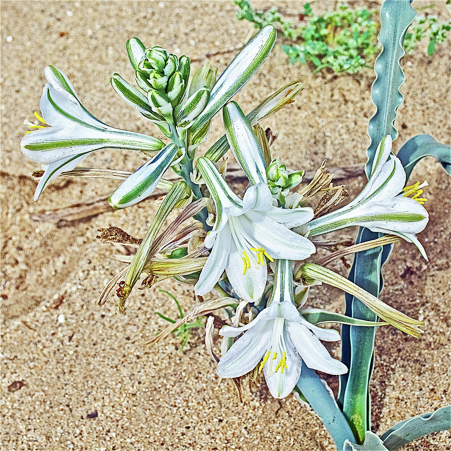 Desert Lilies in Anza-Borrego State Park-California  #1 Photograph by Ruth Hager