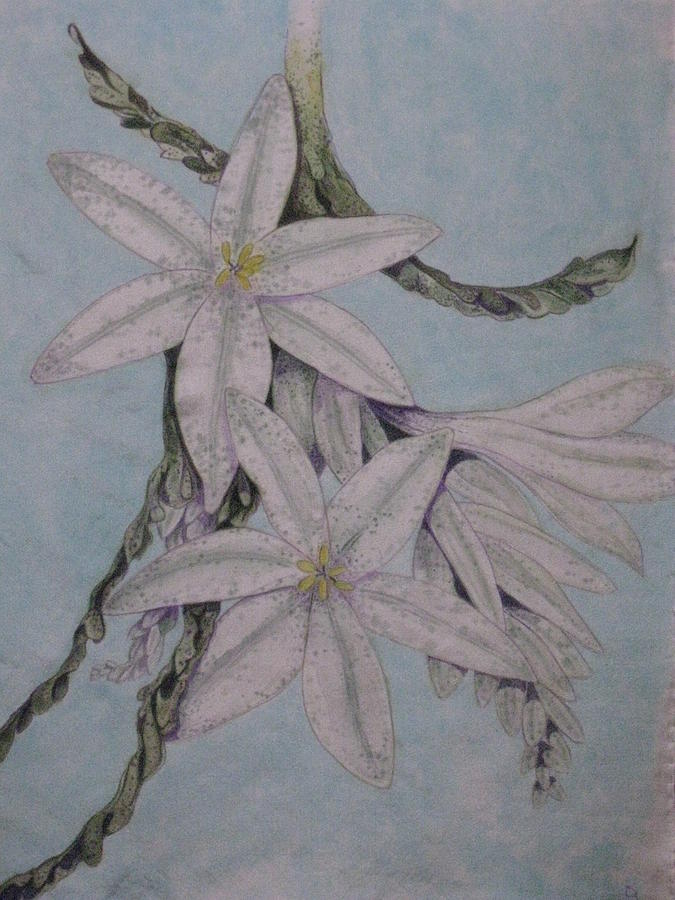 Flower Painting - Desert Lillie #1 by David Kelly