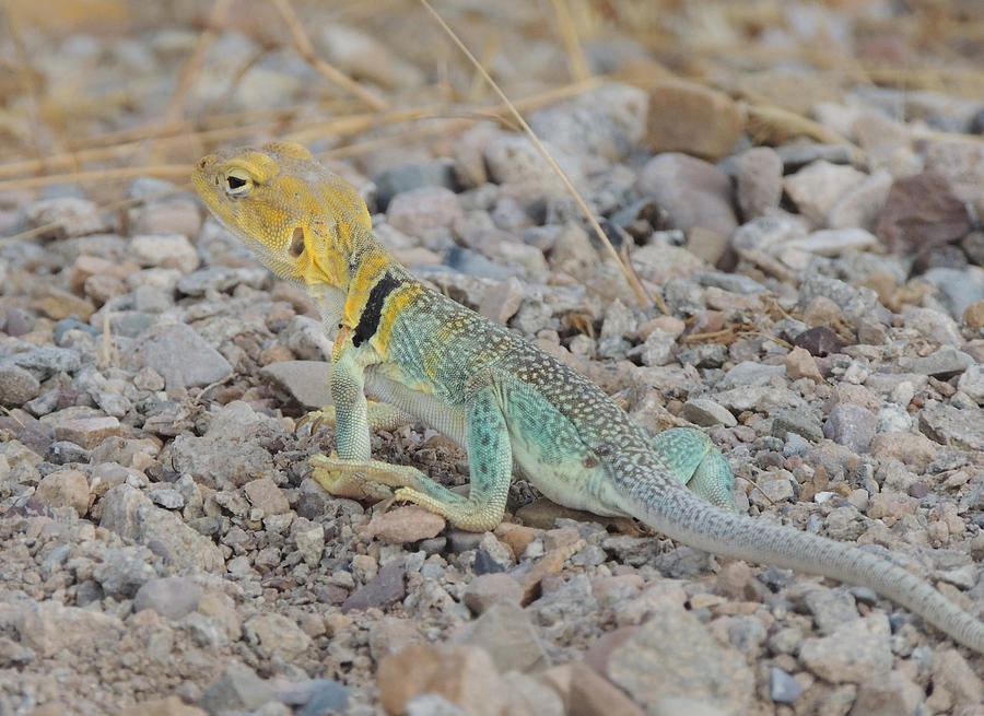 Desert Lizard #2 Photograph by Andrew Chambers