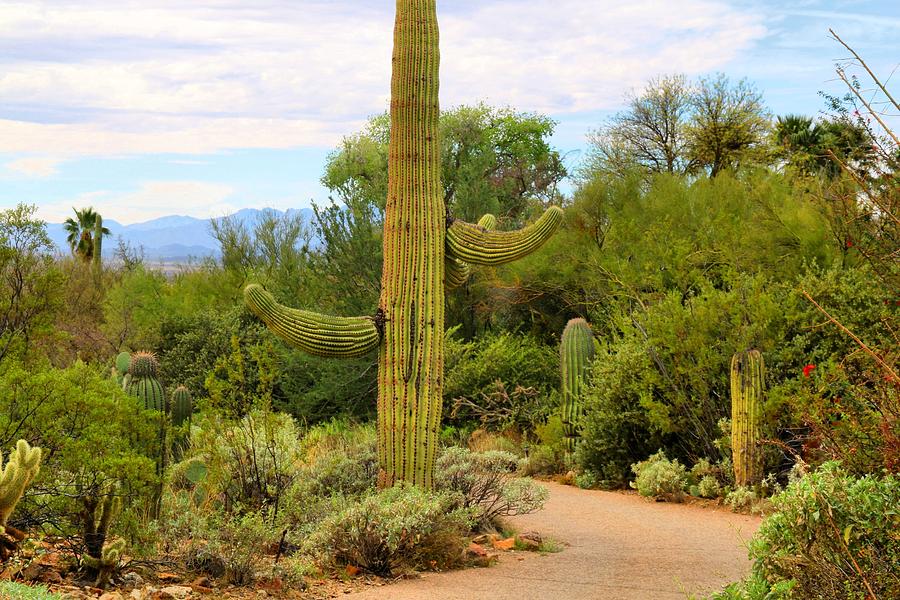 Desert Museum Photograph by Kathryn Meyer - Fine Art America