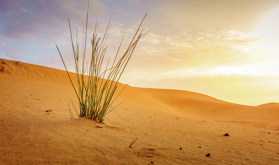 Desert Near Al Ain, Uae At Dawn Photograph