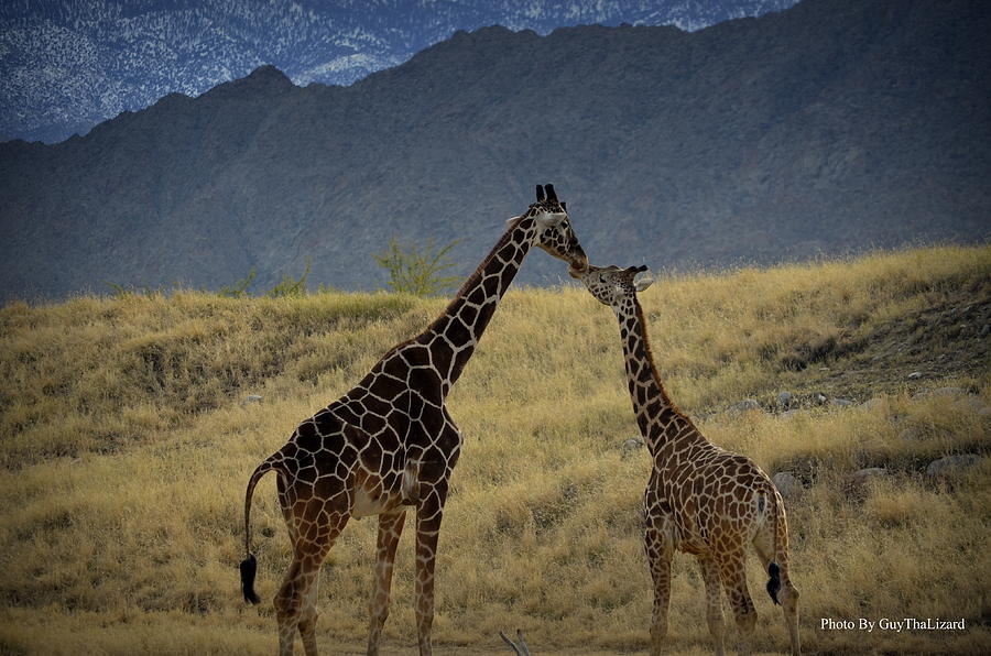 Desert Palm Giraffe 001 #1 Photograph by Guy Hoffman