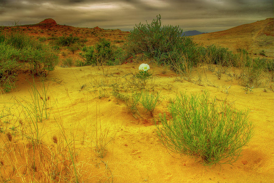 Desert Rose #1 Photograph by Stephen Campbell