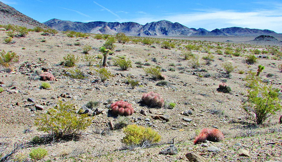 Desert Spring #1 Photograph by Marilyn Diaz