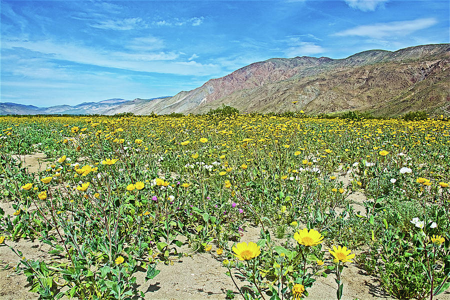 Desert Sunflowers in Anza-Borrego State Park-California #1 Photograph by Ruth Hager