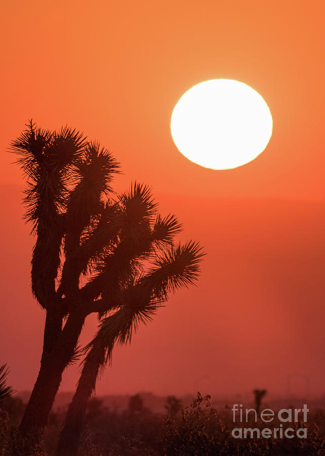 Desert Sunrise Photograph by Vincent Bonafede