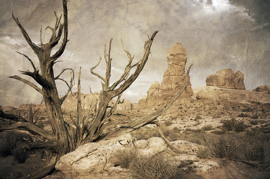 Landscape Photograph - Desert Tree #1 by Mike Irwin