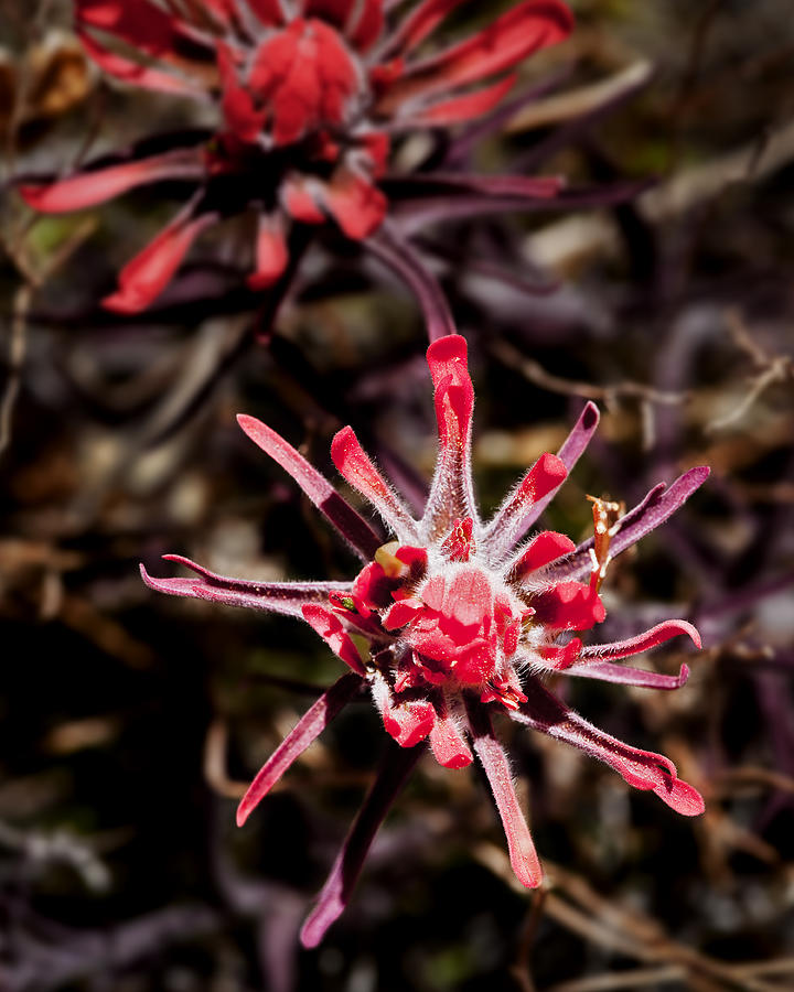 Desert Wildflower #1 Photograph by Kelley King