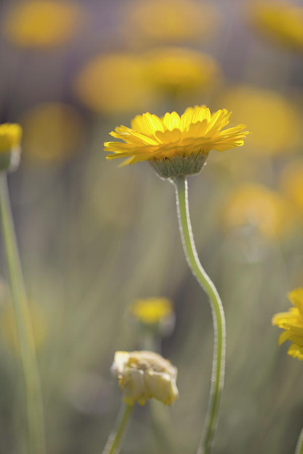 Desert Wildflowers #1 Photograph by Sue Cullumber