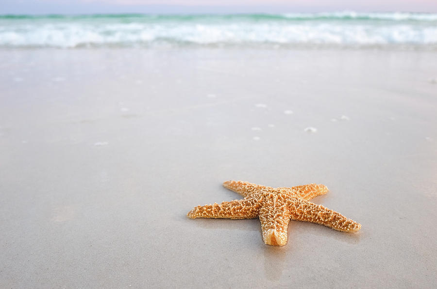 Destin Florida Miramar Beach Starfish #1 Photograph by Robert Bellomy