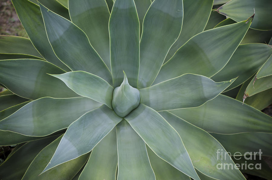 Detail of an Agave attenuata #1 Photograph by Perry Van Munster