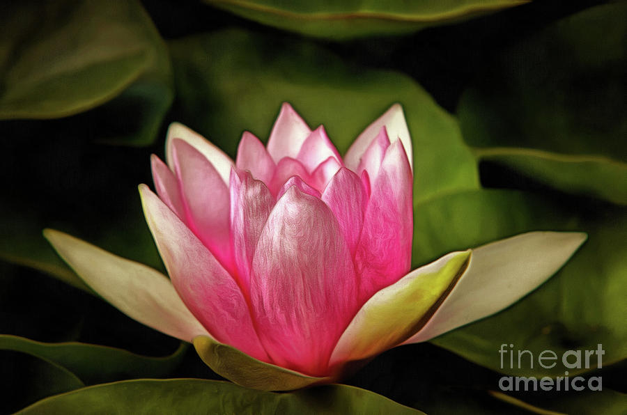 Lily Digital Art - Detail of the waterlily #1 by Michal Boubin