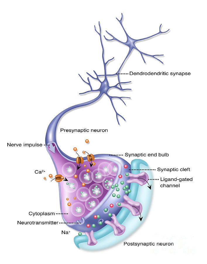 Detailed Neuron, Illustration #4 Photograph by Gwen Shockey