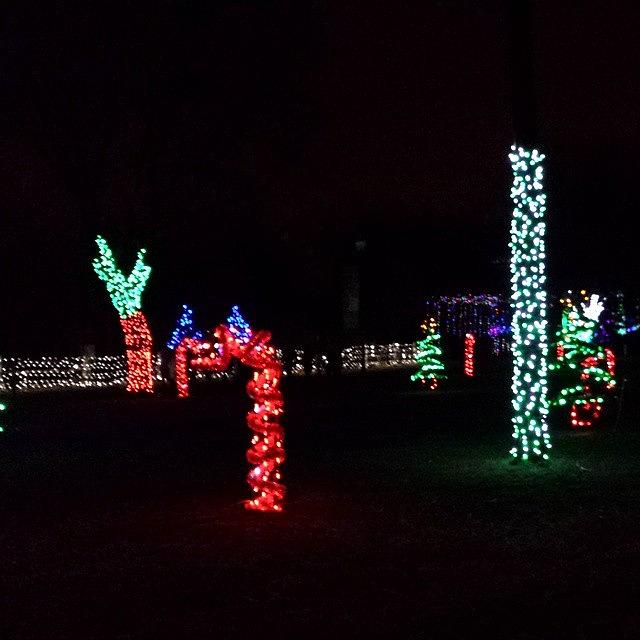Detroit Zoo Christmas Time 2014 #1 Photograph by Shay Miller