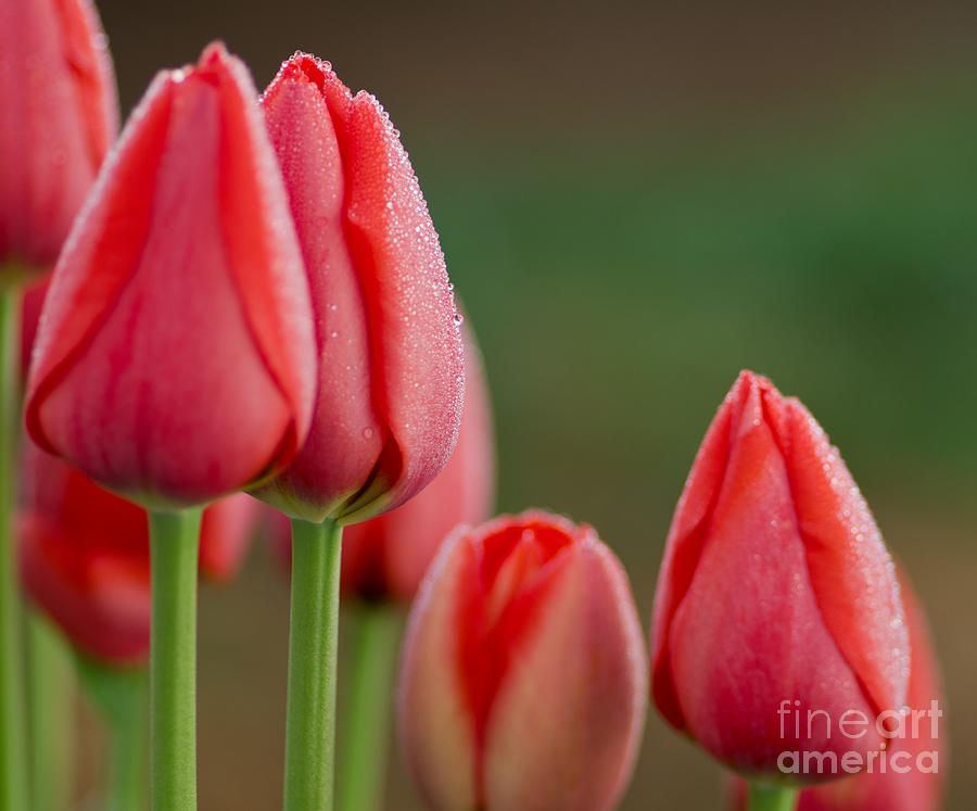Tulip Photograph - Developing #1 by Nick Boren