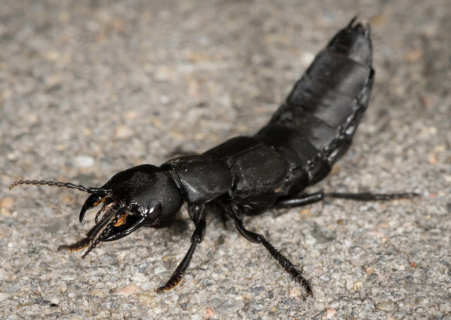 Devil's coach horse beetle on a stone underground Photograph by Stefan  Rotter - Pixels