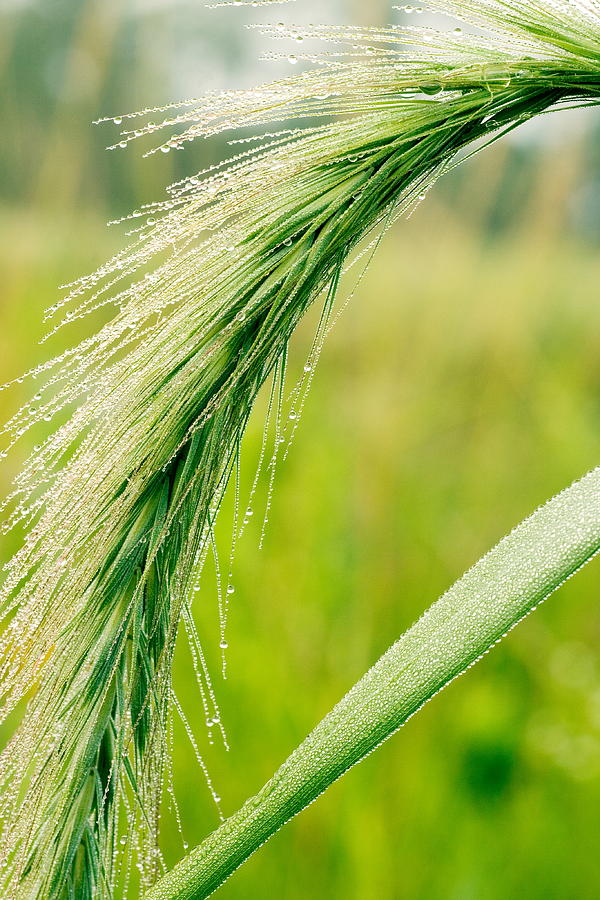 Dew Covered Foxtail Photograph