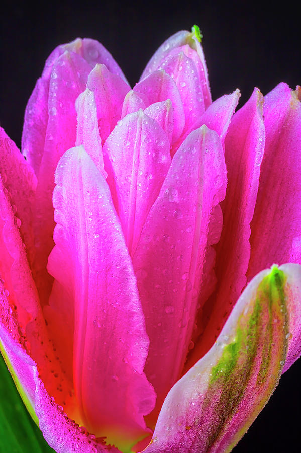 Dew Covered Pink Lily Photograph by Garry Gay