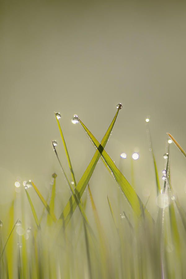 Dew on Grass #1 Photograph by Veli Bariskan