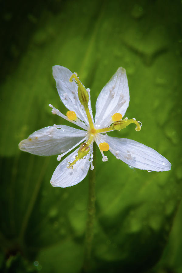 Dewy Blossom  #2 Photograph by David Heilman