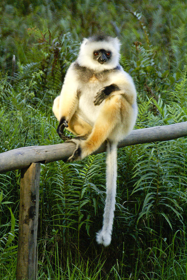 Diademed Sifaka #1 Photograph by Michele Burgess