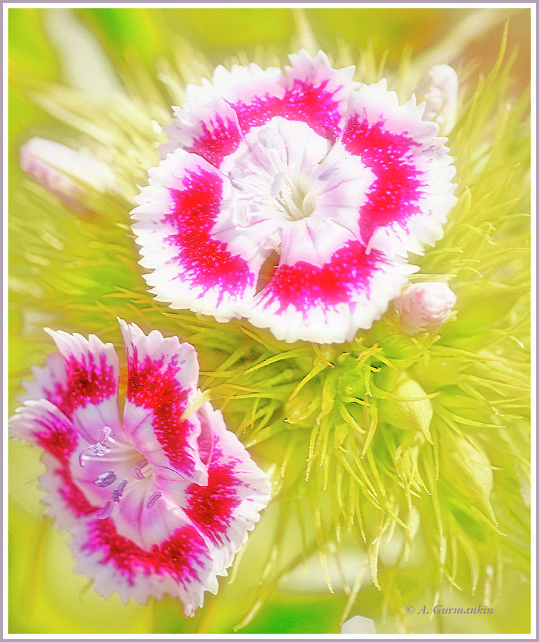 Dianthus Flowers #1 Photograph by A Macarthur Gurmankin