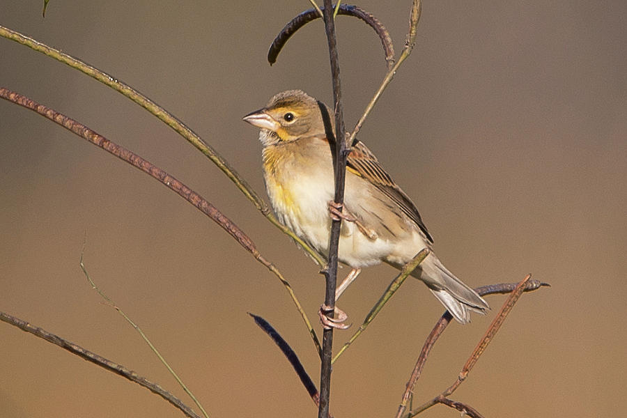 Dickcissel #1 Photograph by Ronnie Maum