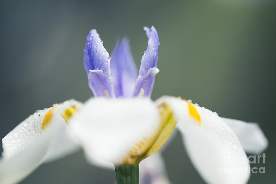 Dietes grandiflora - Wild Iris #1 Photograph by Sharon Mau