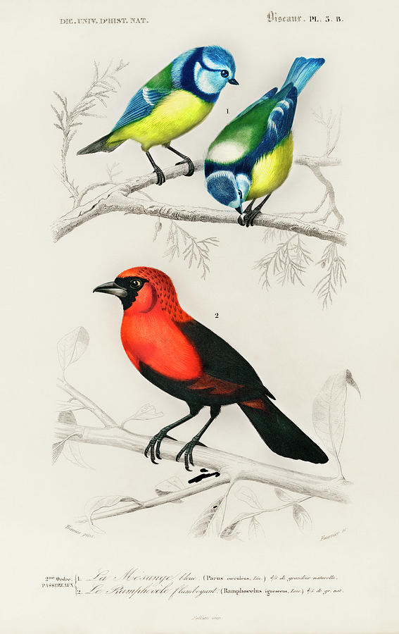 Different types of birds illustrated by Charles Dessalines #1 Painting by Vincent Monozlay