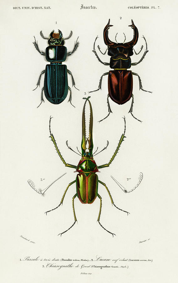 Different types of illustrated beetles #1 Painting by Vincent Monozlay