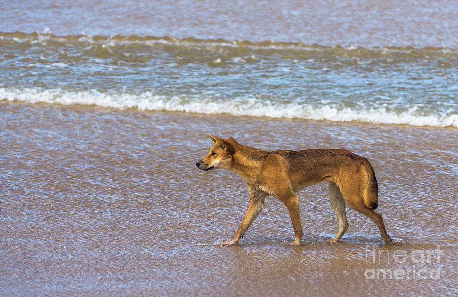 Dingo on 75 mile beach #1 Photograph by Andrew Michael
