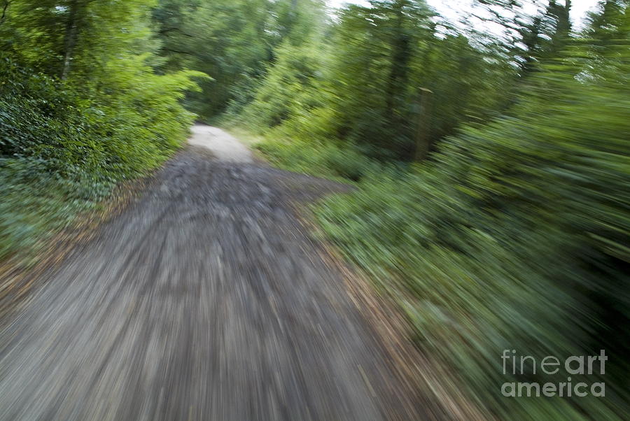 Tree Photograph - Dirt path and surrounding bush seen from a cyclists point of view #1 by Sami Sarkis