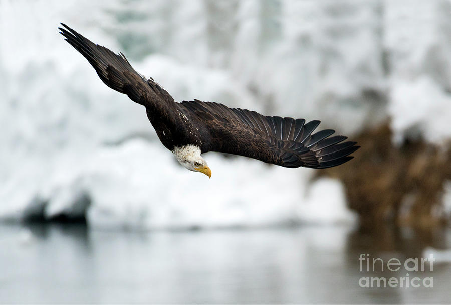 Eagle Photograph - Dive #2 by Michael Dawson
